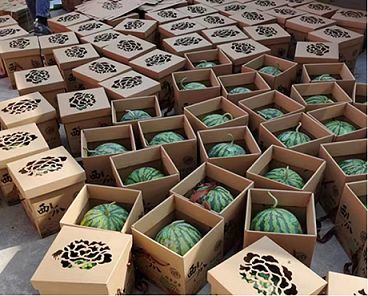 直溪镇:奶基西瓜为乡村振兴"甜蜜"赋能